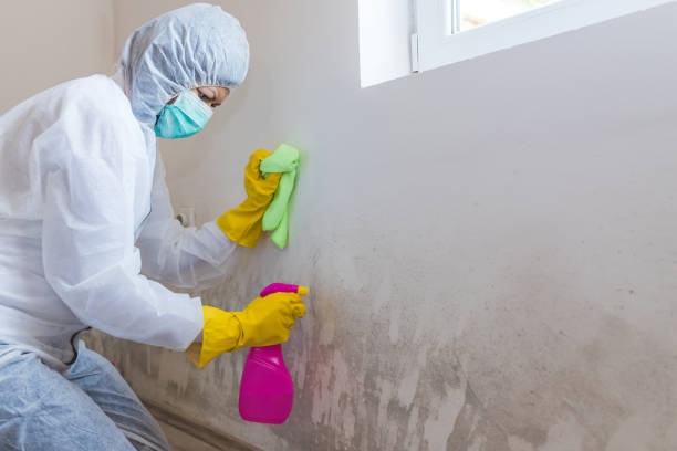 Why You Should Choose Our Mold Remediation Services in St Paul, VA